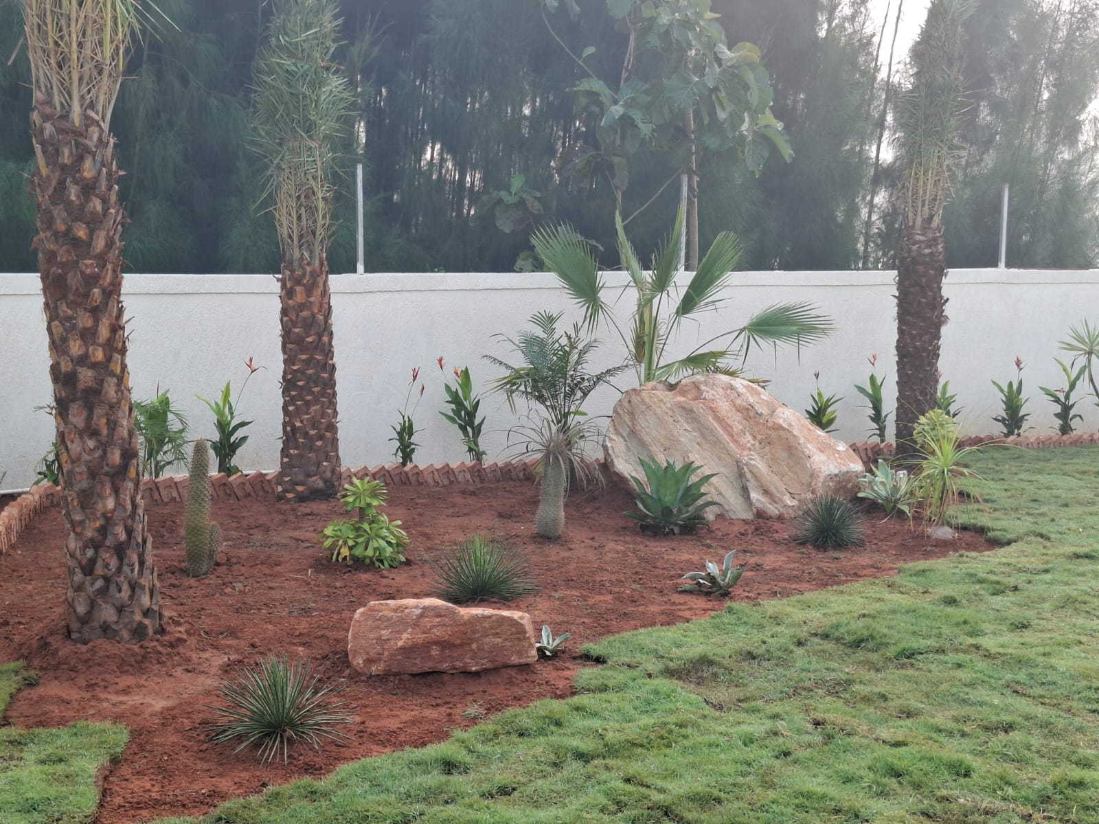 Date palms and rock garden